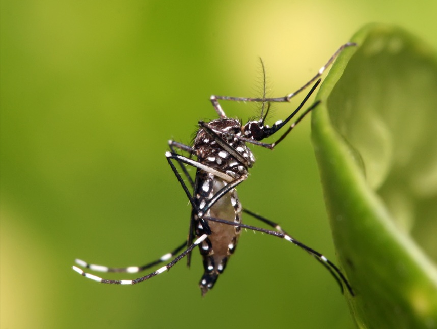 Mosquito Aedes aegypti